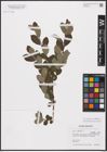 Foto von Salix aurita L. x Salix myrtilloides L.